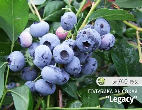 Легаси