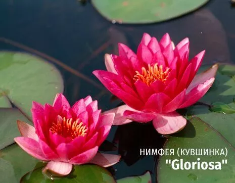 Gloriosa