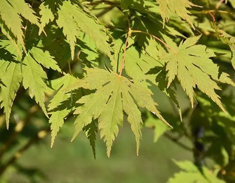 Acer x pseudosieboldianum Arctic Jade фото