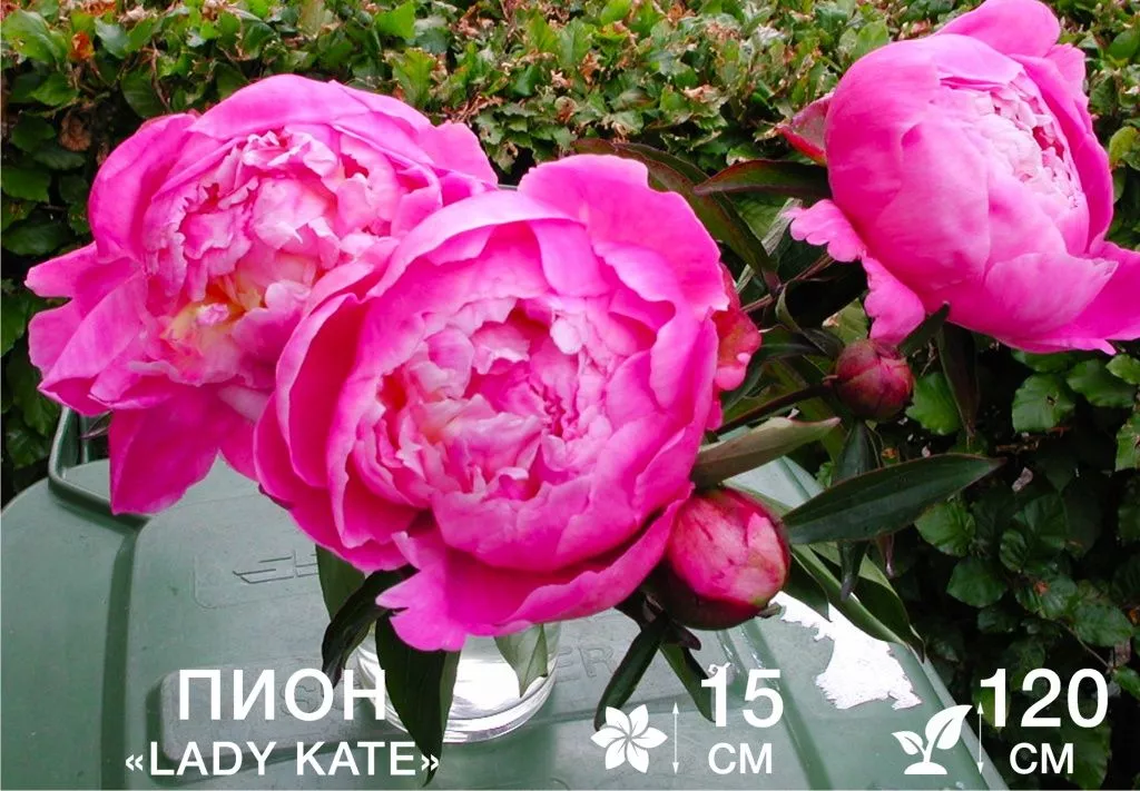 Lady Kate