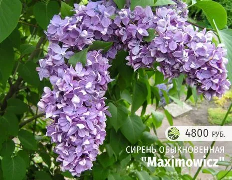 Maximowicz
