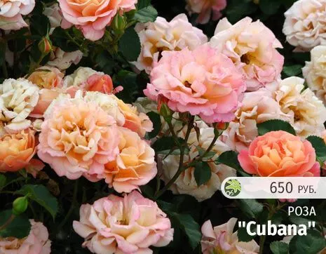 Cubana.jpg
