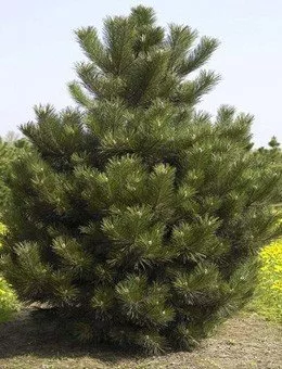 Сосна чёрная