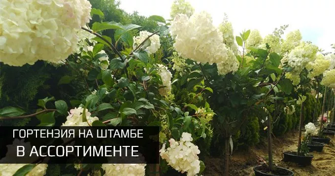 Гортензия на штамбе