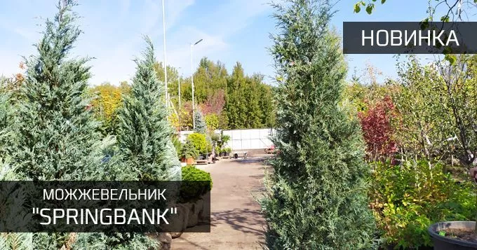 Можжевельник Спрингбанк