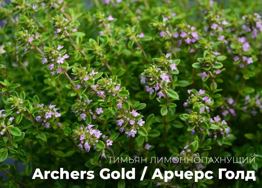 Тимьян лимоннопахнущий Archers Gold (Арчерс Голд) (С2-3).jpg
