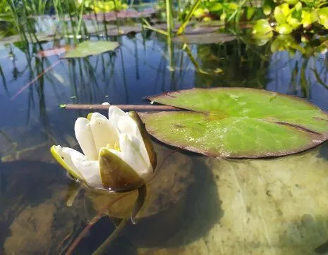 Водные растения