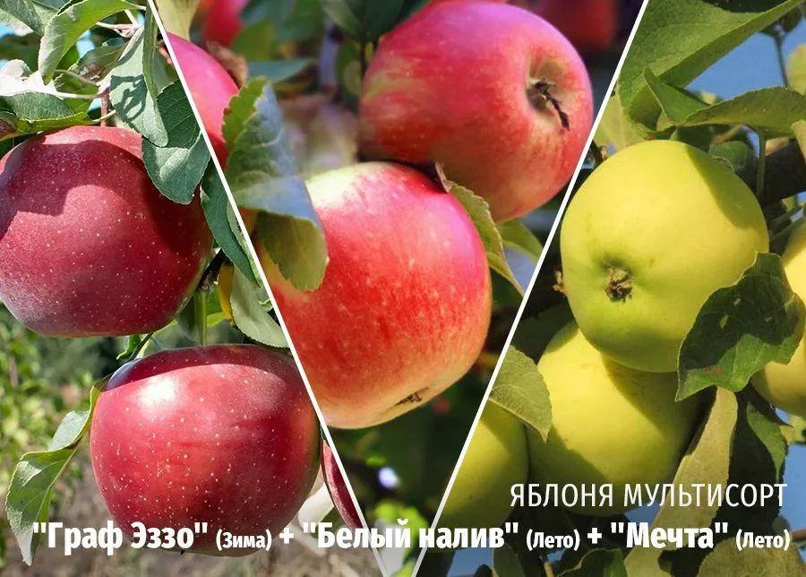 Яблоня Граф Эззо (Зима) + Белый налив (Лето) + Мечта (Лето) фото