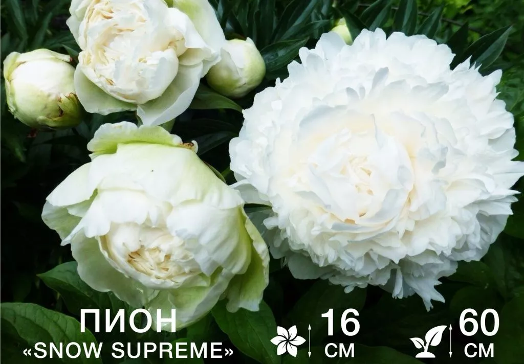 Snow Supreme