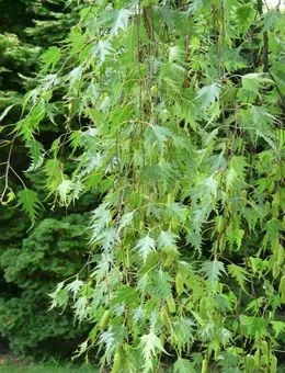 Береза повислая Gracilis
