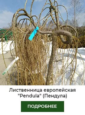Лиственница Пендула.jpg
