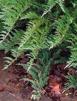 Можжевельник казацкий Tamariscifolia