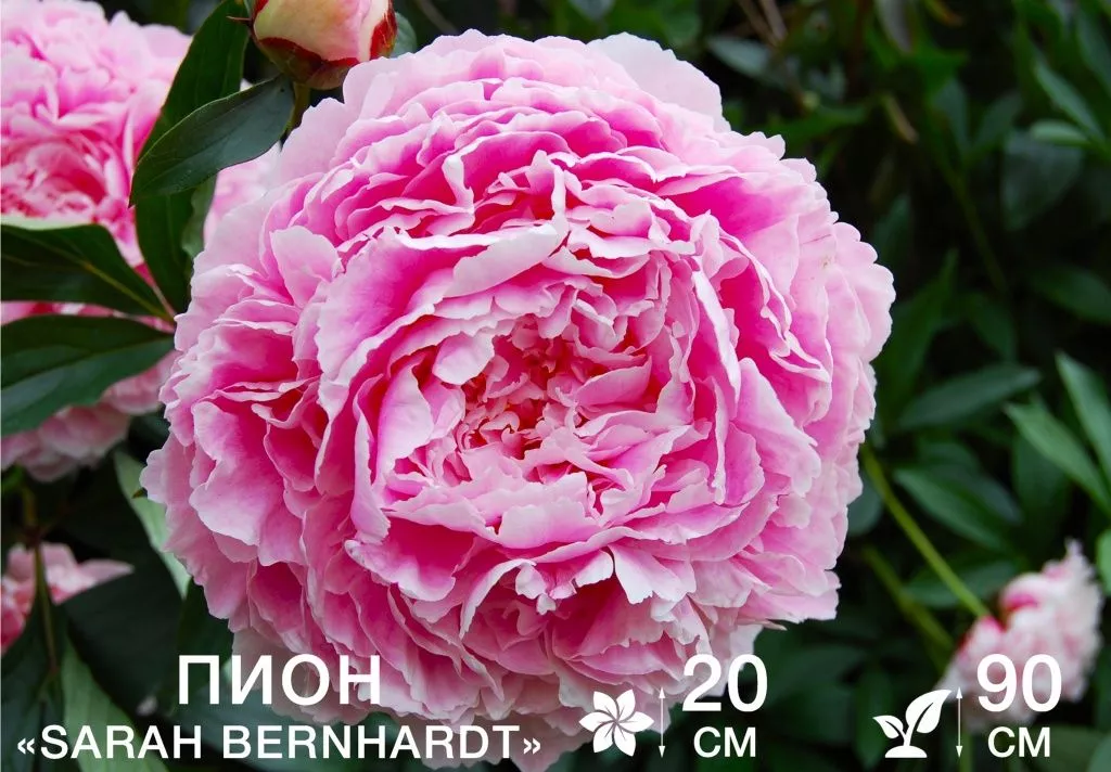 Sarah Bernhardt