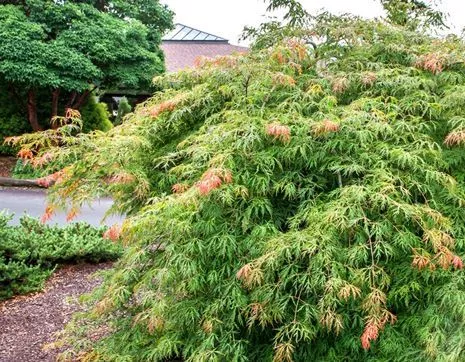 Acer pseudosieboldianum Ice Dragon фото