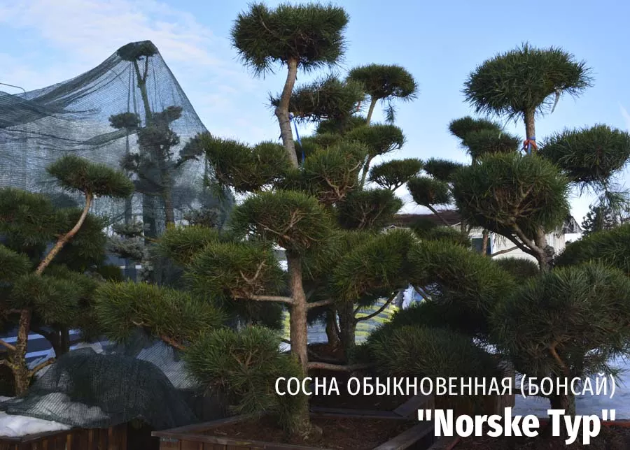 Сосна обыкновенная Norske Typ (Норске Тип) бонсай 425к фото