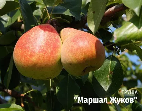 Маршал Жуков.jpg