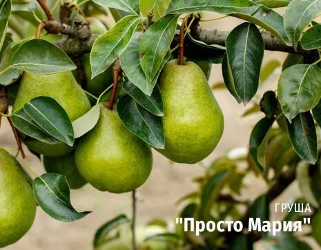 Просто Мария.jpg