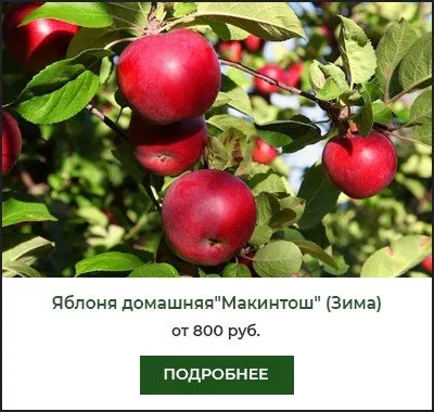 Макинтош