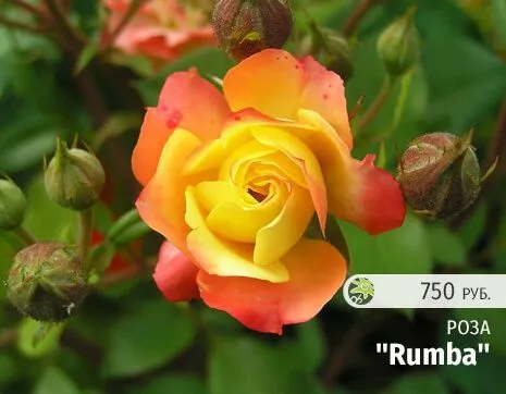 Rumba.jpg