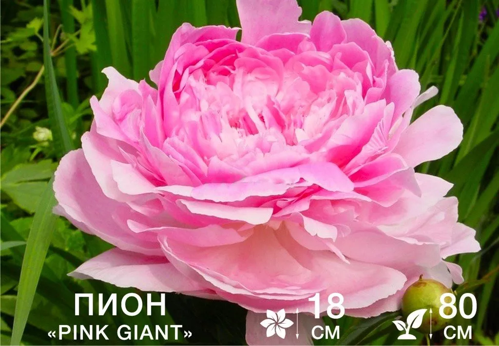 Pink Giant