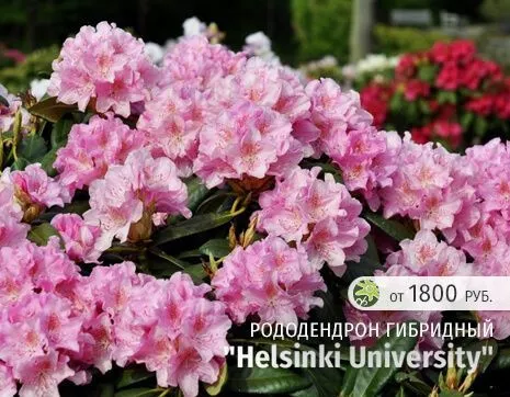 Хельсинки