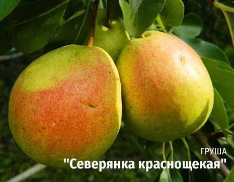 Северянка краснощекая.jpg