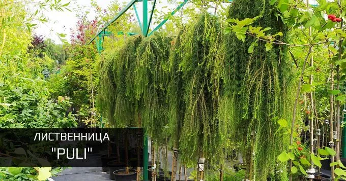 Лиственница