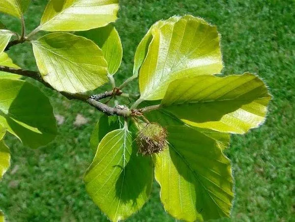 Бук Лесной "Zlatia" (Златия)