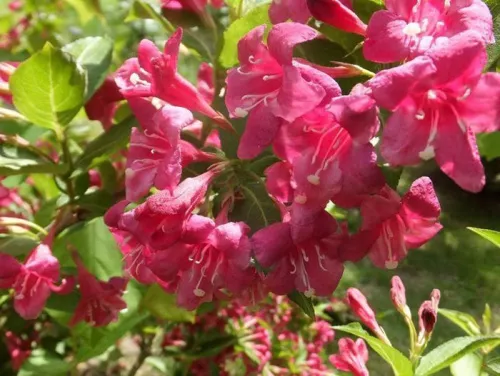 Вейгела гибридная "Bristol Ruby" (Бристол Руби)