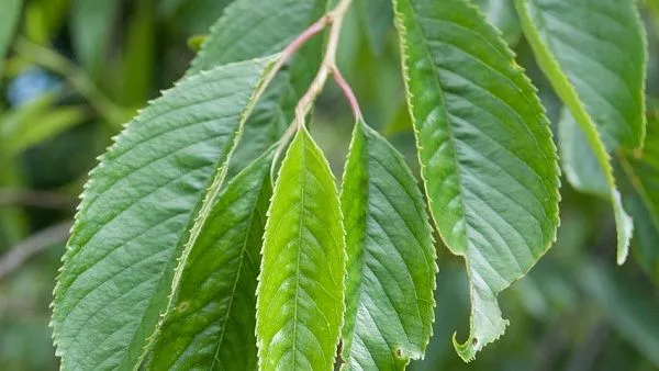 Вишня короткощетинистая «Pendula Plena Rosea» крона