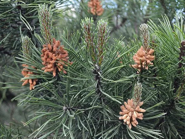 сосна горная Mughus летом