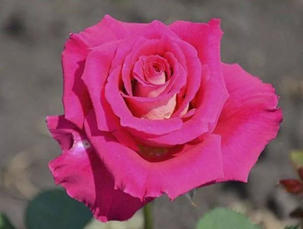 Роза "Sheila" (Шейла)