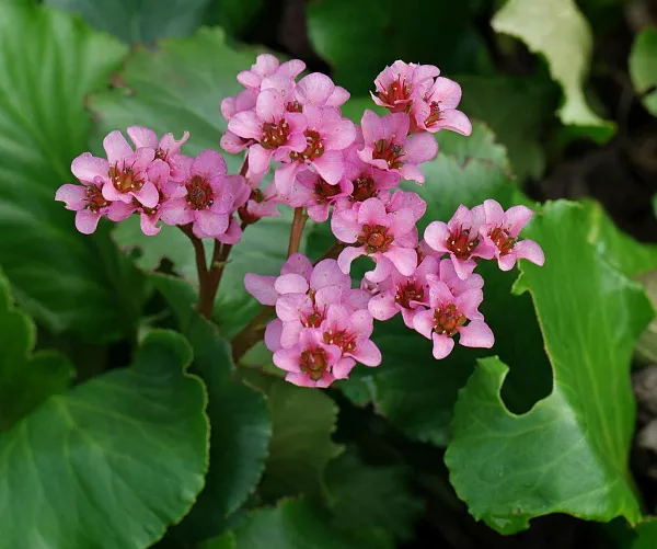 Бадан сердцелистный "Lilac Rose" (Лилак Роуз)