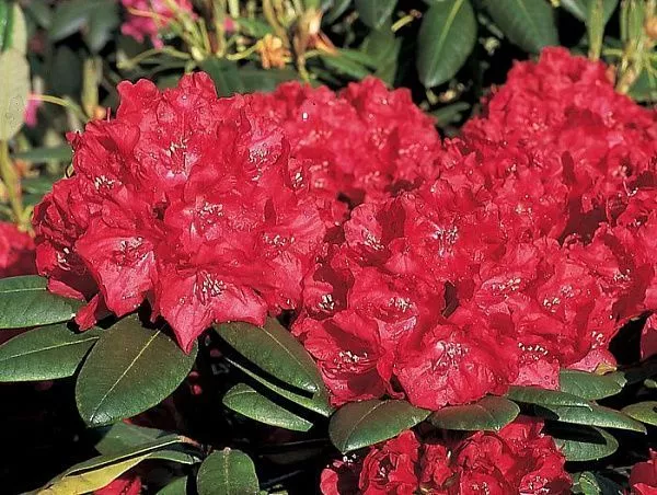 Рододендрон гибридный "Torero" (Тореро)