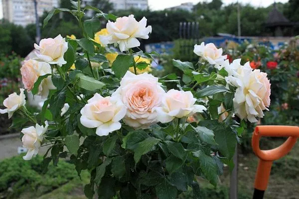Роза Чайно-гибридная Chandos Beauty (Чандос Бьюти)