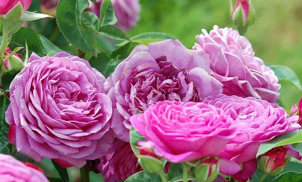 Роза миниатюрная "Heidi Klum Rose" (Хайди Клум Роуз)