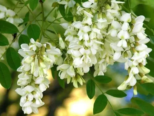 Акация Белая