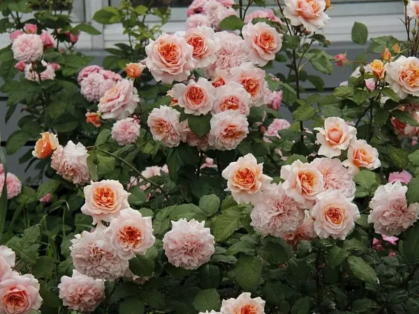 Роза Флорибунда Amaretto (Амаретто) (2)
