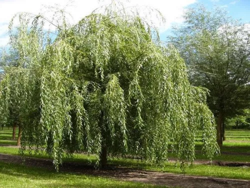 Ива белая "Tristis" (Тристис)
