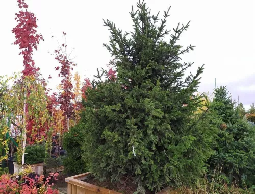 Ель обыкновенная / Picea abies