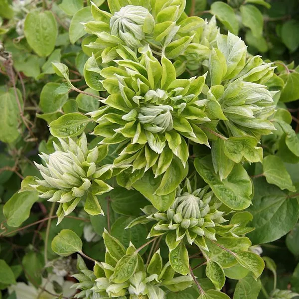 Клематис гибридный "Green Passion" (Грин Пэшн)