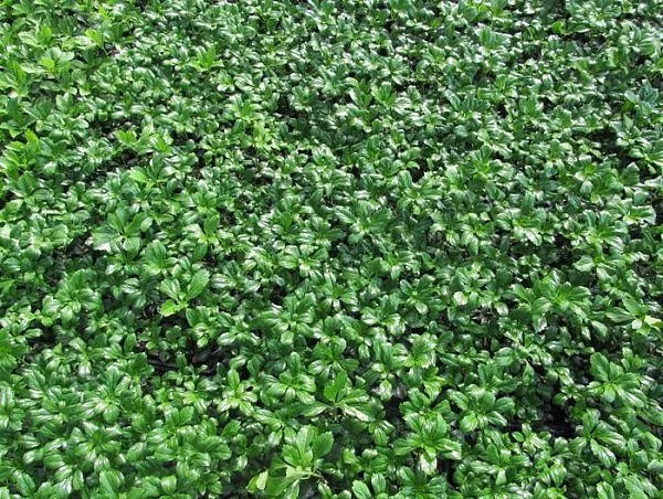 Пахизандра верхушечная "Green Sheen" (Грин Шин)