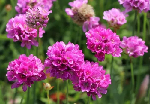 Армерия приморская "Ballerina Lilac" (Баллерина Лилак)