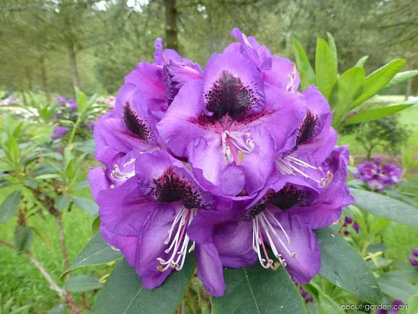 Рододендрон гибридный "Azurro" (Азурро)