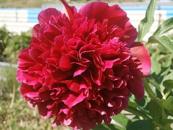 Пион молочноцветковый "Adolphe Rousseau" (Адольф Руссо)