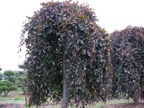 Бук Лесной "Purpurea Pendula" (Пурпуреа Пендула)