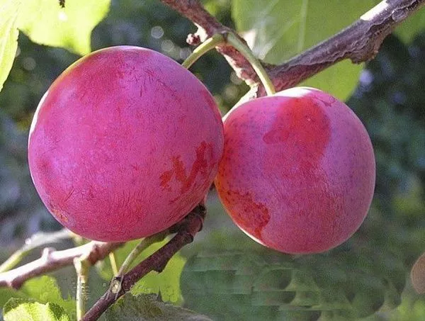 Слива домашняя "Деликатная" (Част. самоплодная)