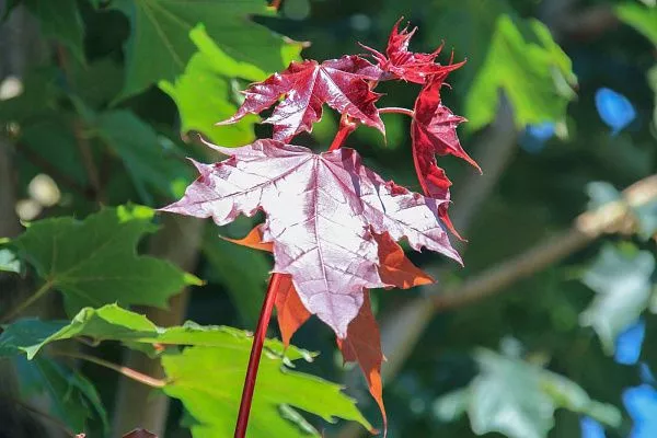 Клен остролистный Fairview (Файервью)