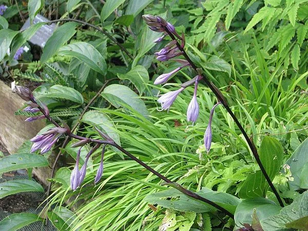 Хоста гибридная "Purple Heart" (Пурпл Харт)