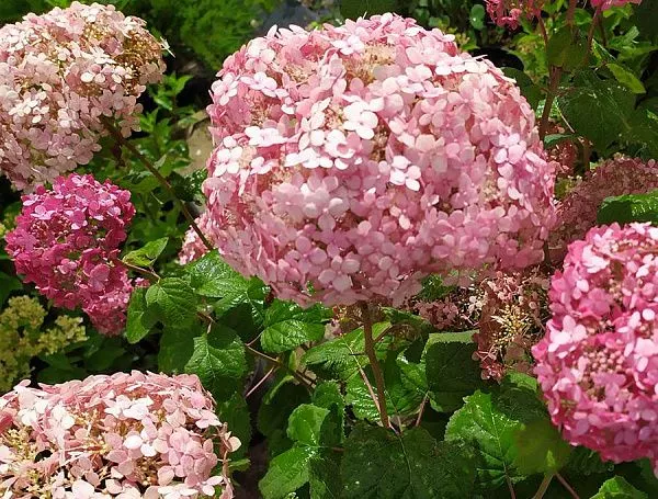 Hydrangea arborescens `Pink Annabelle II`